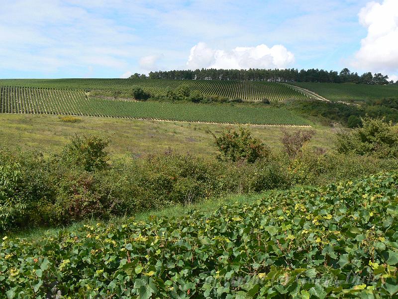 Vineyard near Landreville P1130580.JPG